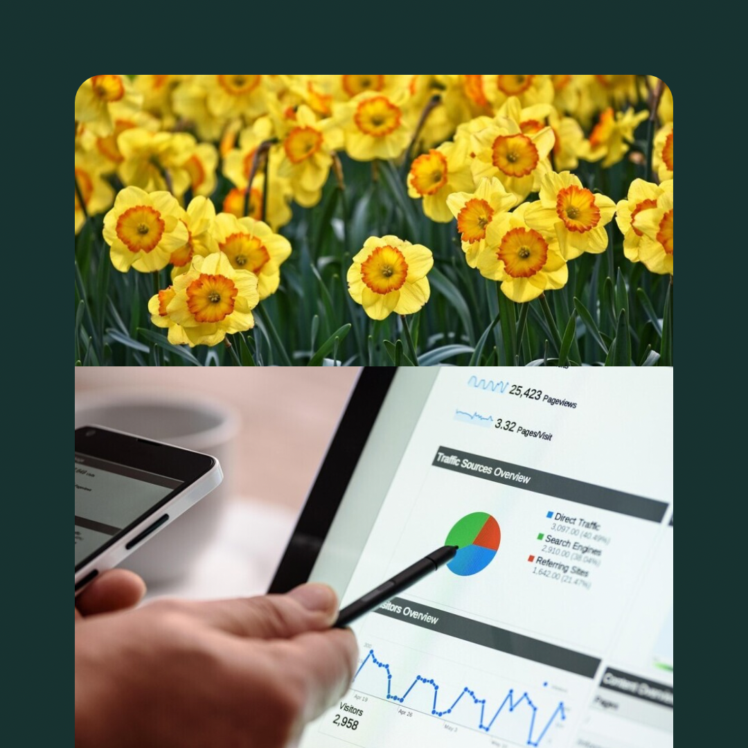 Yellow daffodils and affiliate data on an computer screen.
